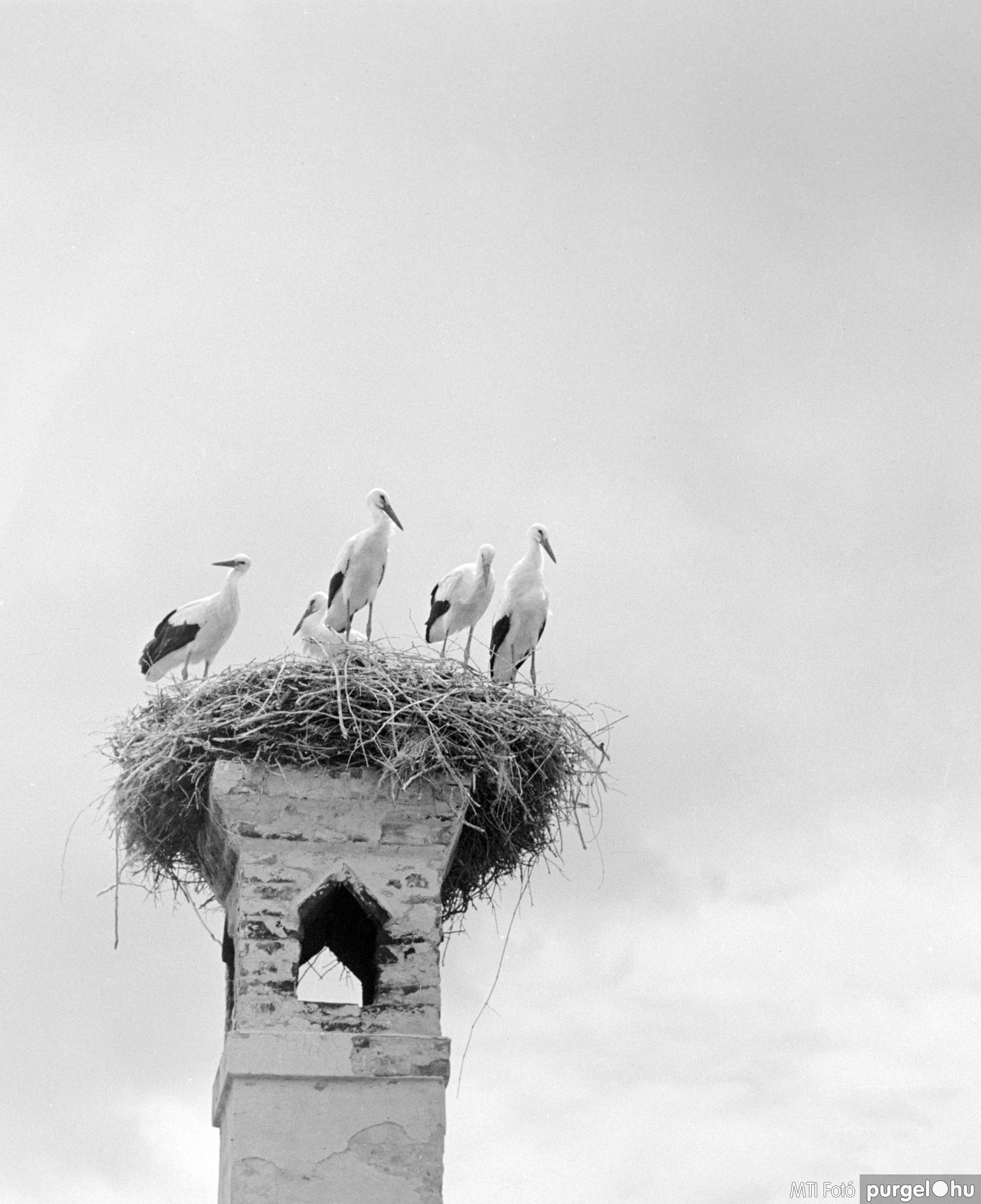 Kémény tetején fészkelő gólyacsalád I. Szegvár, 1962. július 23.